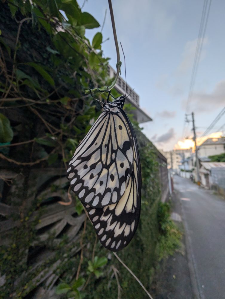A close-up of a large black and white butterfly, possibly a Tree Nymph, resting on a thin vine. The background is slightly blurred and shows a stone wall covered in greenery on the left, and a narrow street with buildings under a cloudy sky at sunset on the right.

細い蔓に止まっている、白黒の大きな蝶（おそらく樹木妖精）のクローズアップ。背景は少しぼやけており、左側には緑に覆われた石垣、右側には夕暮れの曇り空の下に建物が立ち並ぶ狭い通りが写っている。