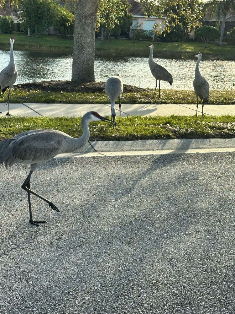 Driving by a Florida sandhill crane and they don’t even care and they’re not afraid of you