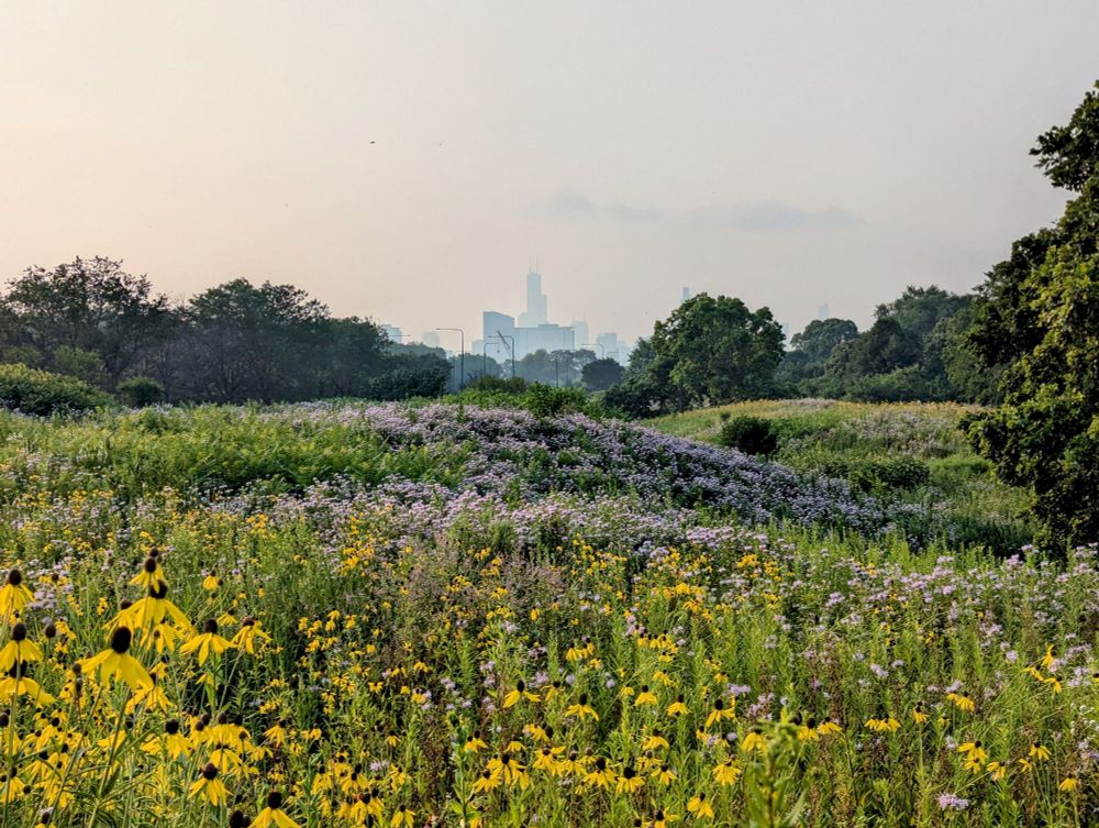 Photo looking out over an undulating field of yellow and purple wildflowers towards a few tall buildings of the Chicago skyline shrouded in heavy smoke in the distance under a pale sky.