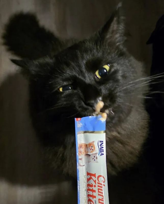 my messy cat baby trying to eat his treats, and has it all over FACE