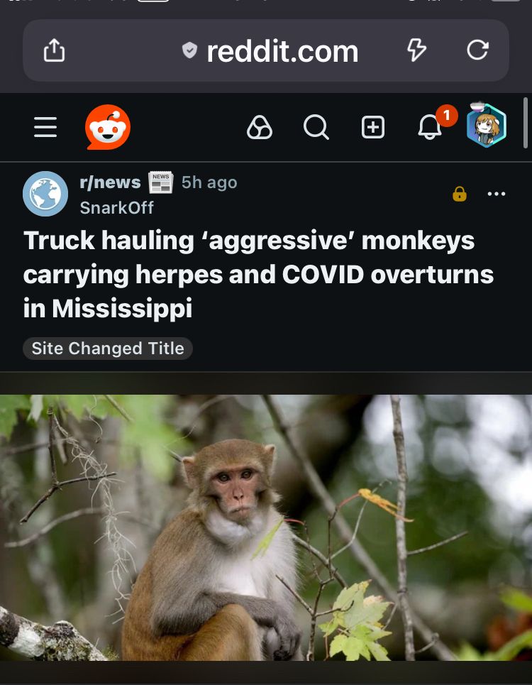 Image of a monkey with headline: truck hauling aggressive monkeys carrying herpes and COVID overturns in Mississippi. 