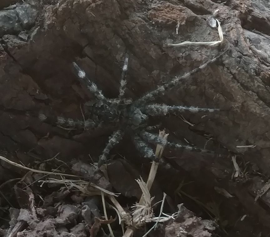 Same spider on a tree trunk out of the sunlight where the color patterns are more evident