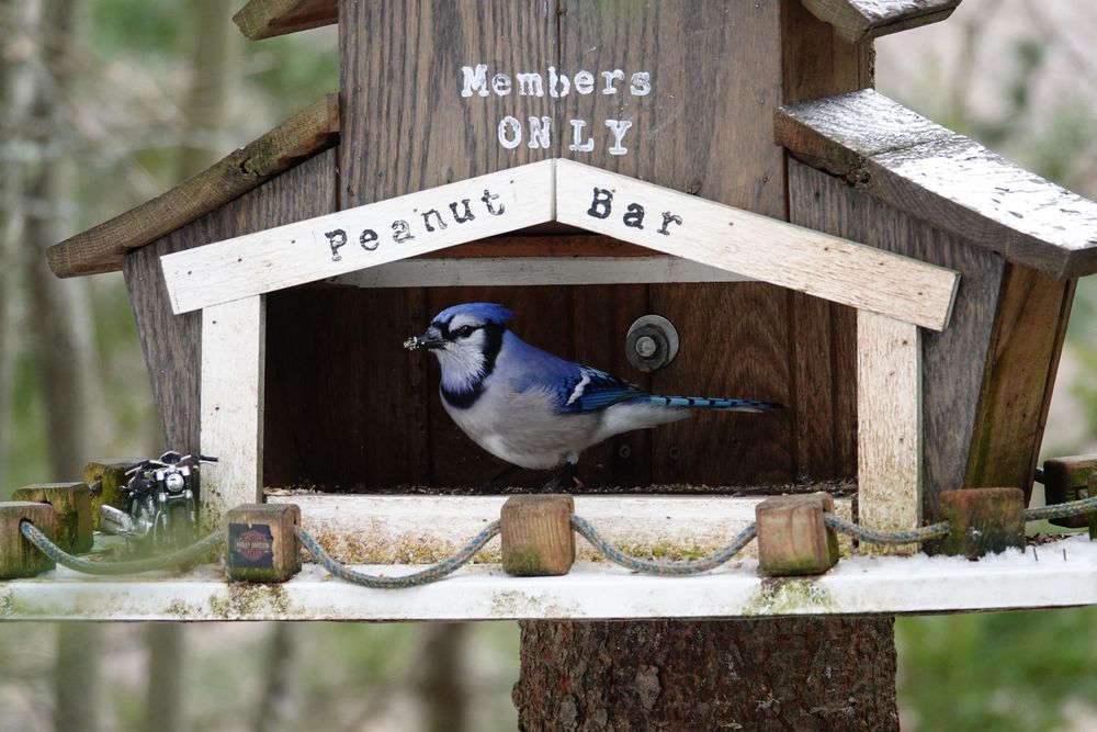 A blue jay standing in a "bird house" attached to a tree in the forest that is built to resemble a motorcycle bar. "Members ONLY: Peanut Bar" is stencilled on the front, and the "parking lot" is roped off. A toy motorcycle is parked outside, and one of the wooden blocks holding the rope has a Harley-Davidson logo.