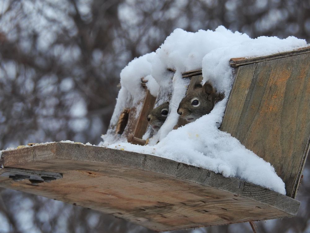 A side angled view of a snowy "row house" of three simple wooden birdhouses (plain wood, just a small hole with a perch below it) with a shared platform against a snowy/bare tree background. There is a pile of snow on top, cascading down to cover some of the front. Tiny squirrel faces are peeking out of the closest two of the three houses.