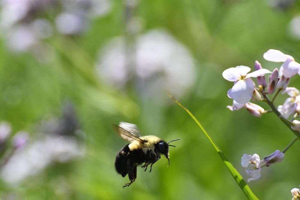 A big fuzzy bumblebee flying towards pale purple flowers against a blurry green background. It's moving wings are blurred, but you can see legs and antennae clearly. There are bits of yellow pollen around it's face.