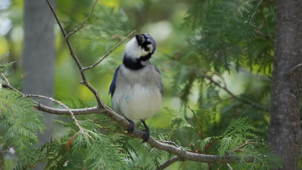 A quizzical blue jay, sitting on a branch amid green foliage, with its head tilted to the side as if wondering what's up.