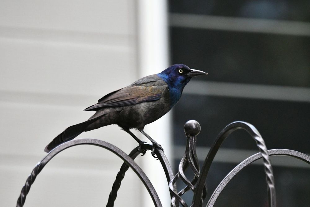 A grackle (medium sized bird with a shiny purple-blue head, bright yellow eyes and iridescent brownish body) perched on a curved metal lawn ornament.