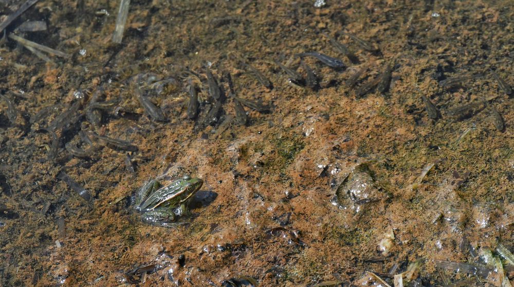 A deep green northern leopard frog (I think!) sitting in clear water with a muddy bottom about an inch deep. Dozens of small tiny skinny fish (killfish?) are visible swimming around it, but giving it a wide berth!