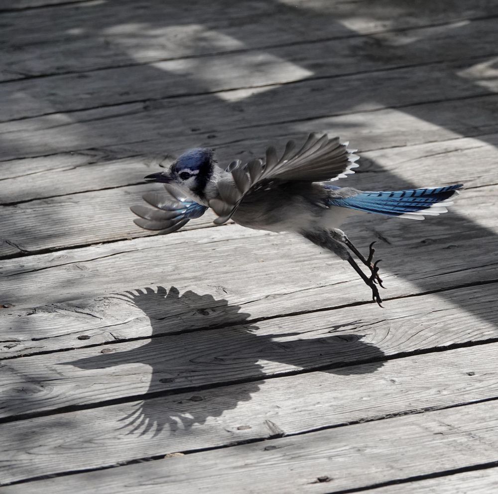 A blue jay flying low across a wooden boardwalk with wings fanned out and outstretched so that it makes a perfect shadow underneath.