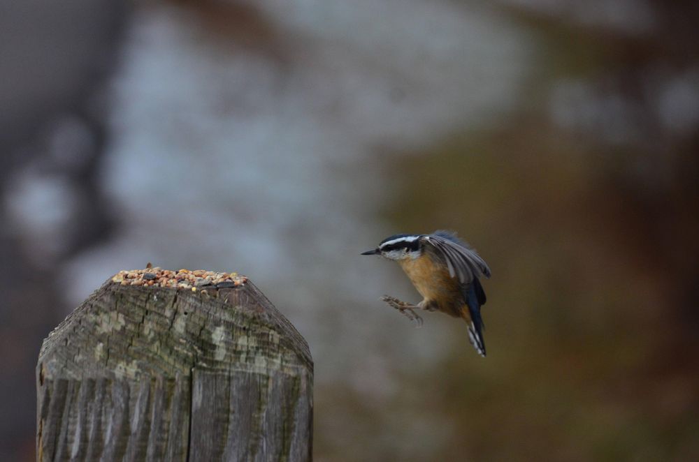 A determined red-breasted nuthatch coming in for a sideways/horizontal landing on a wooden post with birdseed on top of it. Wings are up and outstretched, and tiny feet are extended out front, like a ski jumper.

(A red breasted nuthatch is a tiny bird with a long pointy beak, red underside, white face with black eye stripe and grey wings/back.)