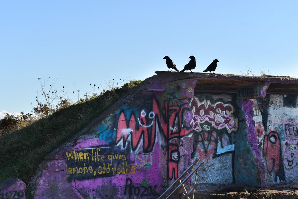 A grassy hill with the silhouettes of three crows standing on top against a clear blue sky. A concrete wall covered in colourful graffiti is built into the side of the hill. Most of the artwork is in shades of purples and reds and includes the words in yellow, "When life gives you lemons, add vodka."