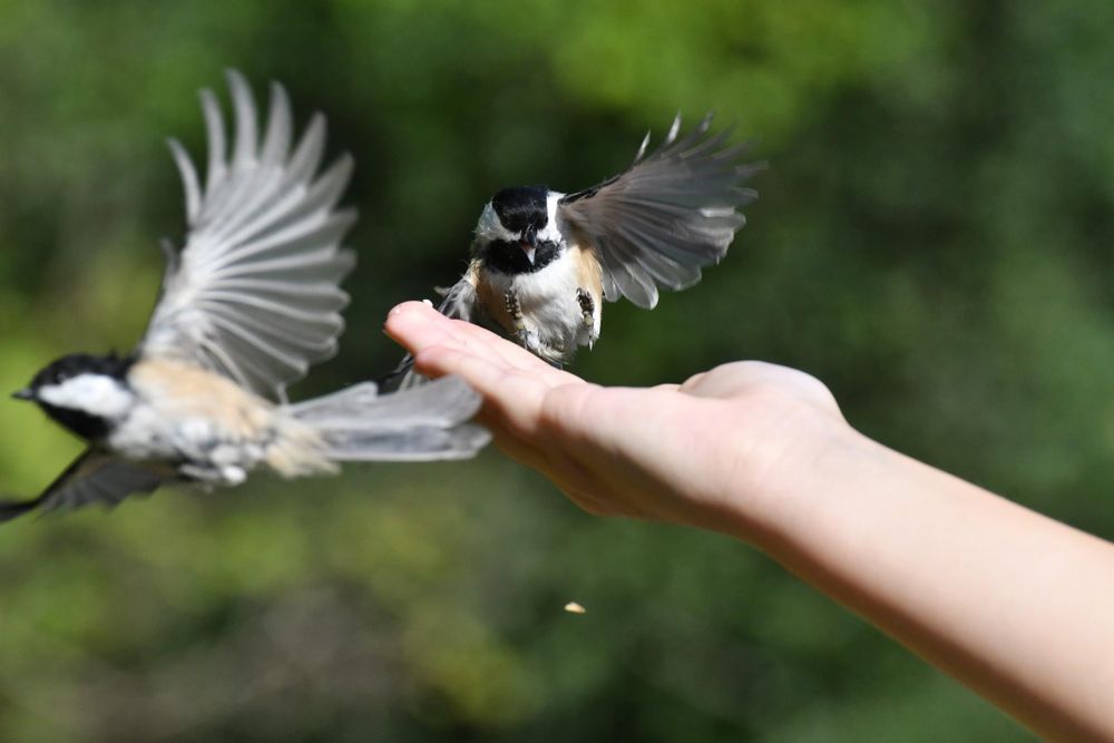 A chickadee (tiny bird) coming in for a landing on an outstretched hand, feet sticking out ahead, wings spread and beak open. In the background, a second chickadee is flying away.