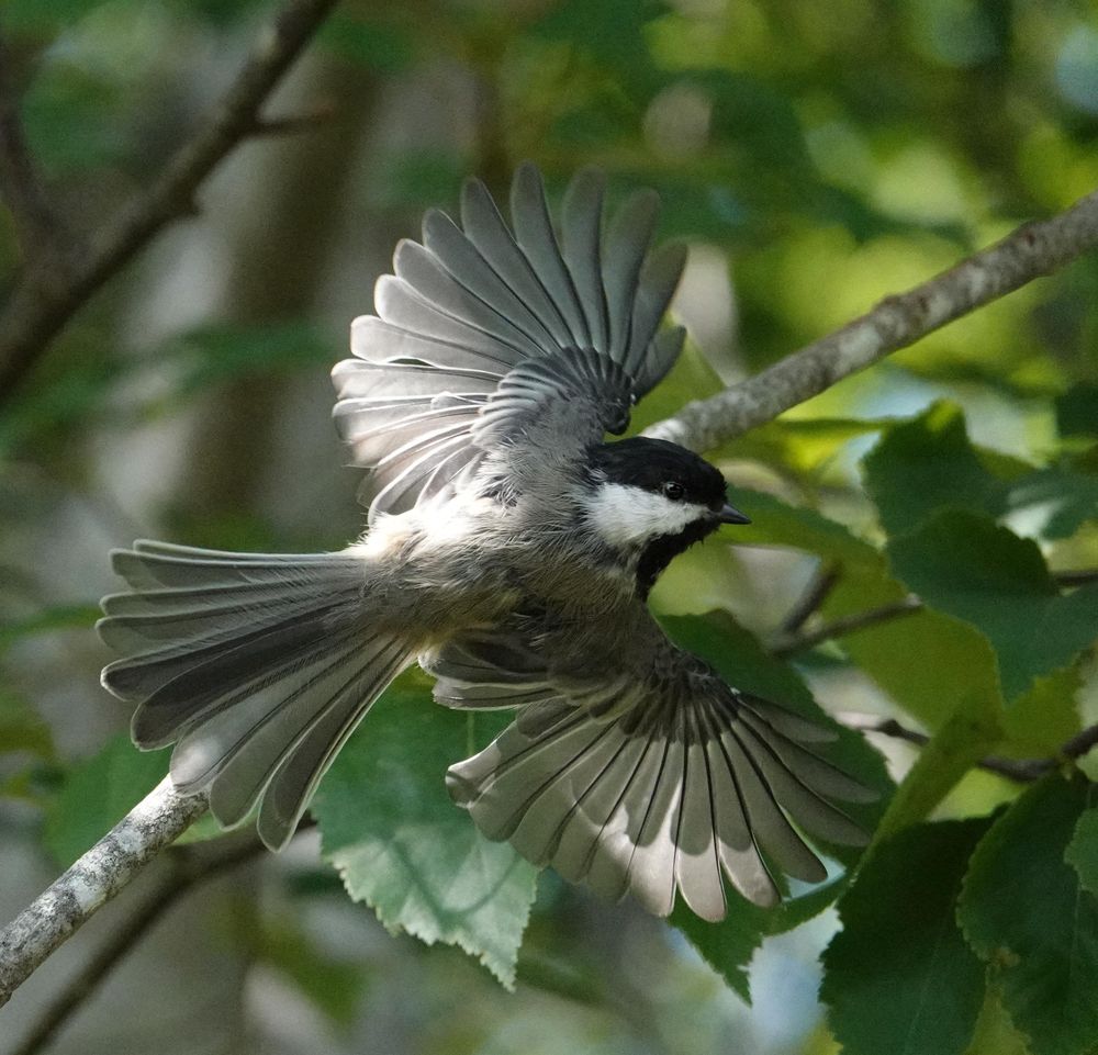 A chickadee (a tiny, mostly grey bird with black and white face) flying horizontally against a blurry forest background. Its wings and tail feathers are entirely fanned out, with a sunbeam hitting one wing to reveal its delicate, translucent wing feathers. Because it is flying on an angle, it's as if you were viewing the bird from the top, looking down. However, its head is turned so you can see the right side of its face clearly.