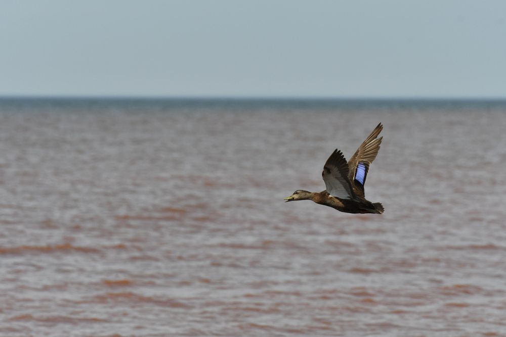 An American Black Duck, wings flapped up so you can see the band of shiny blue on one of its wings, flying over a mostly calm body of water. It's beak is slightly open and it looks almost like it's smiling. There is a thin band of entirely blue s y above the horizon.