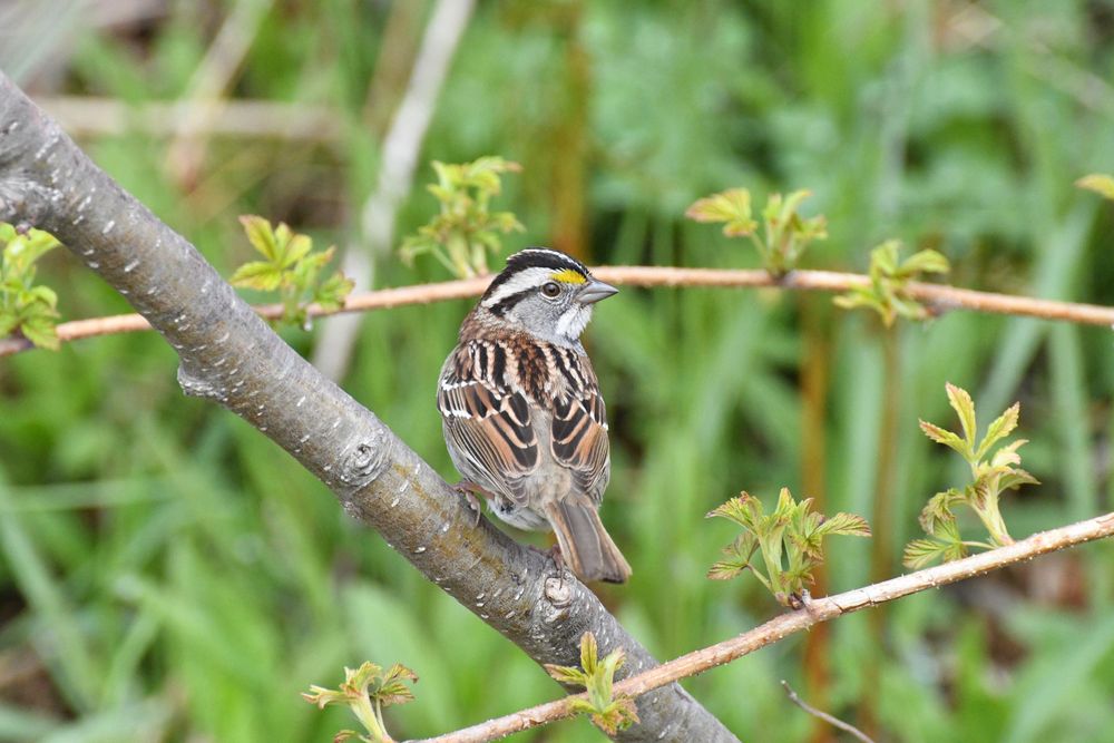 A white throated Sparrow (tiny bird brown speckled bird with a grey head, black eye/head stripes, a yellow "eyebrow" and, you guessed it, a white throat!) facing away from you, head turned to the side with a calm look amid green foliage.