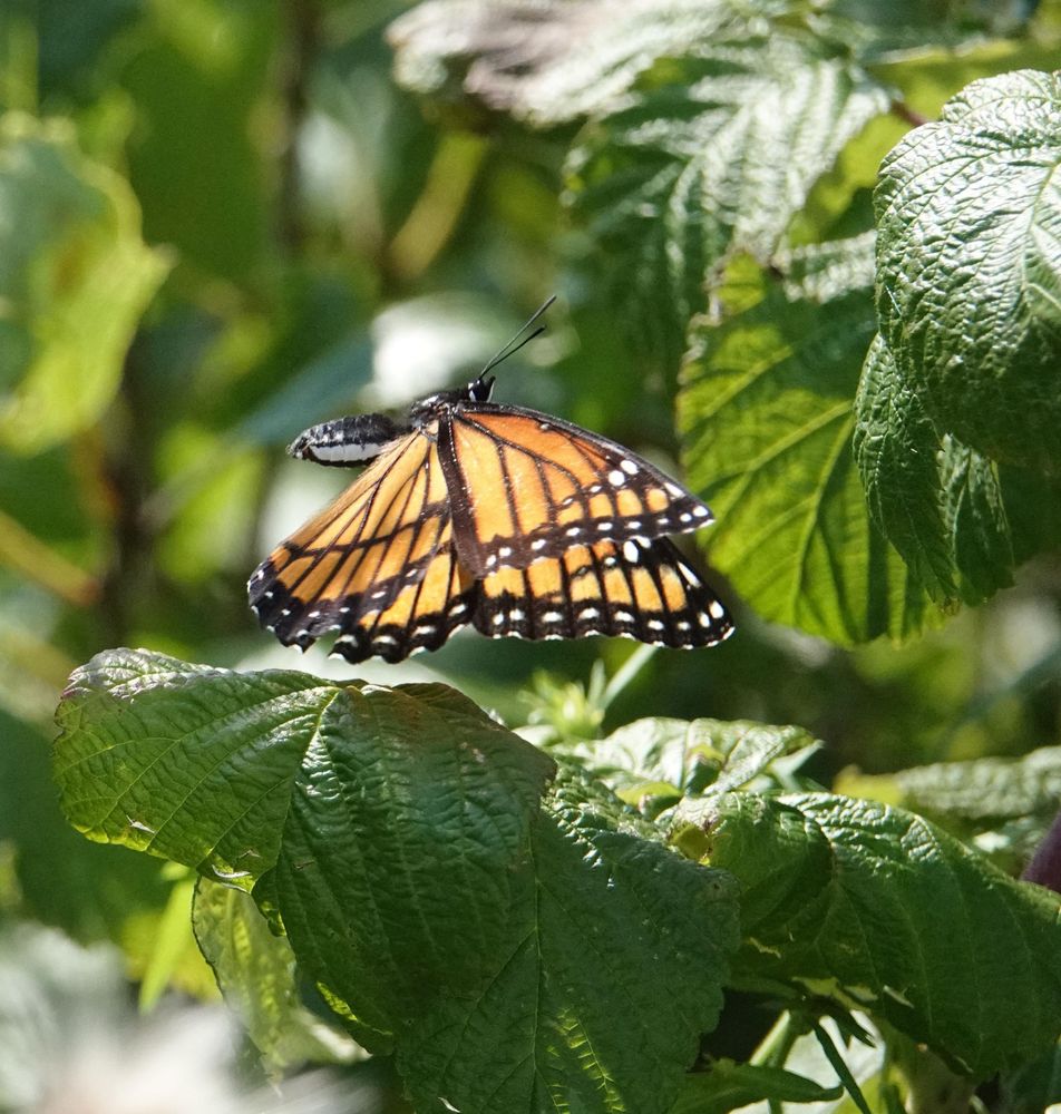 A monarch butterfly mid-flight, with both wings pointing down, flying through sunlit-illuminated green leaves.