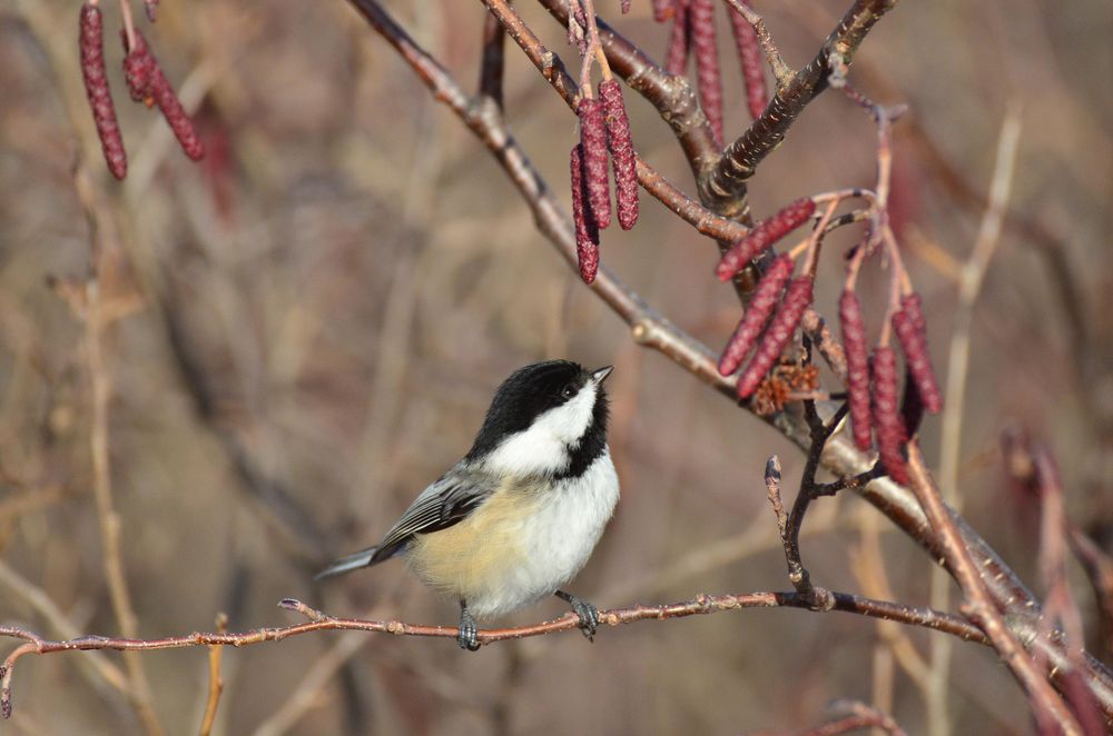 A black capped chickadee (tiny bird with white face and belly and a black "cap" and throat) perched with its teeny, tiny feet wrapped around a delicate branch. It is looking up at reddish, cylindrical catkins (flowering shoots).