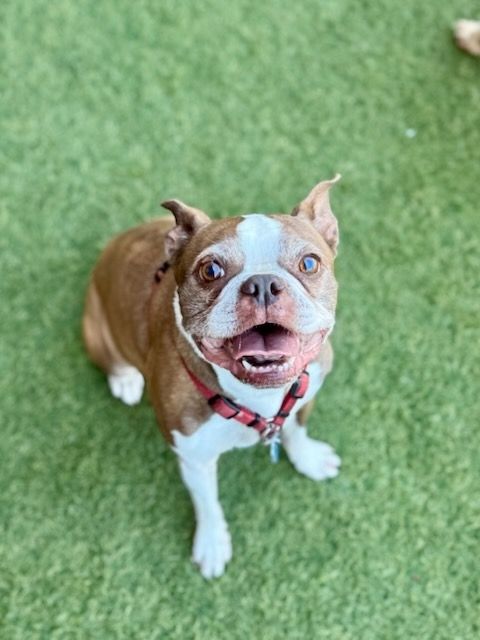 Amydog! 