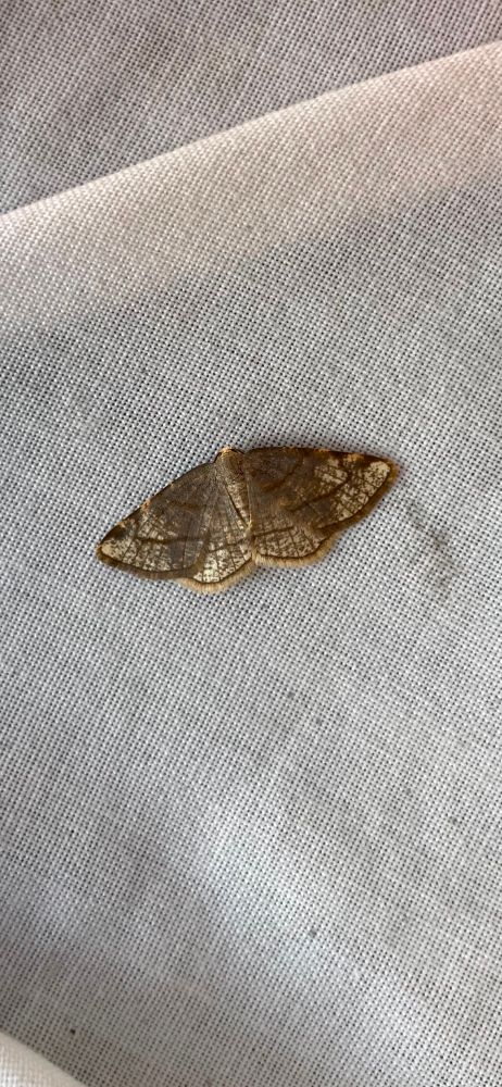 Dorset Cream Wave freshly emerged 03/04/25 after being trapped at the same location June-September 2024 indicates local breeding, the first time this has been suspected in Britain.