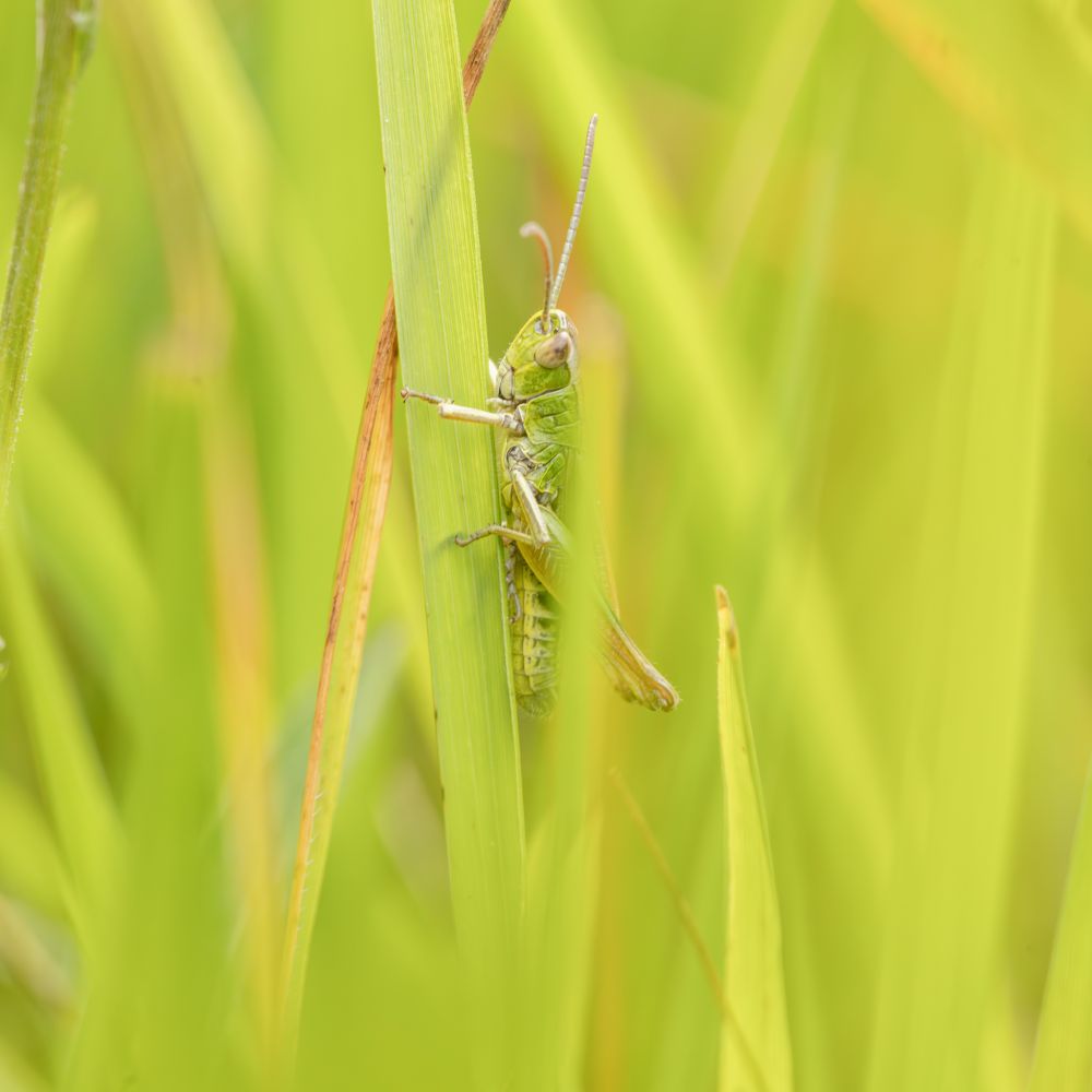 A meadow grasshopper, part hidden by the grasses it is perched on (c) simon tull