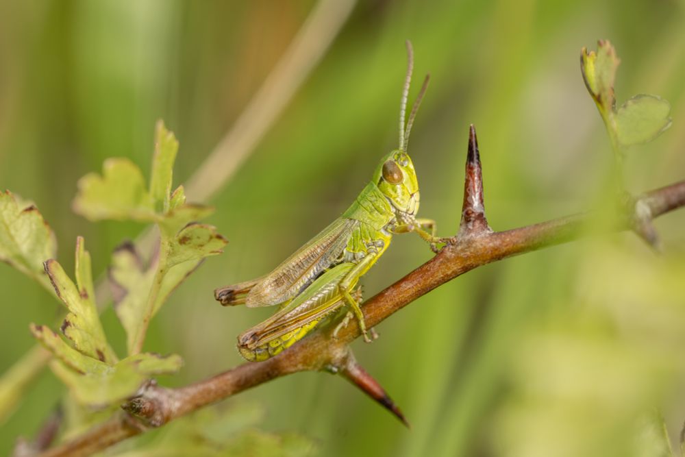 A meadow grasshopper ona thorny stem (c) simon tull