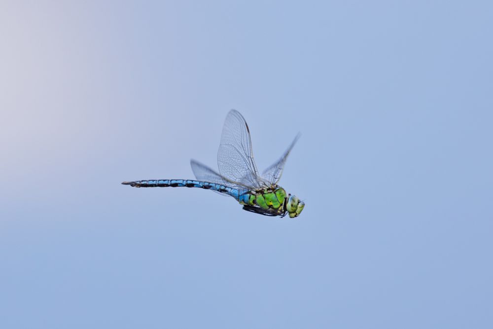 A male Emperor Dragonfly in flight against a pale blue background (c) simon tull