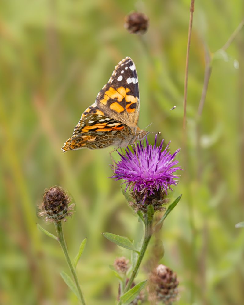 Painted Lady butterfly (c) simon tull

