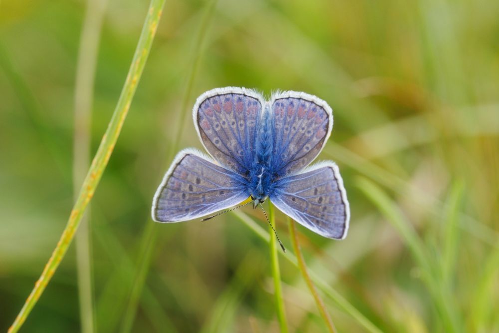 A common blue butterfly, upside down against a background of grass (c) simon tull