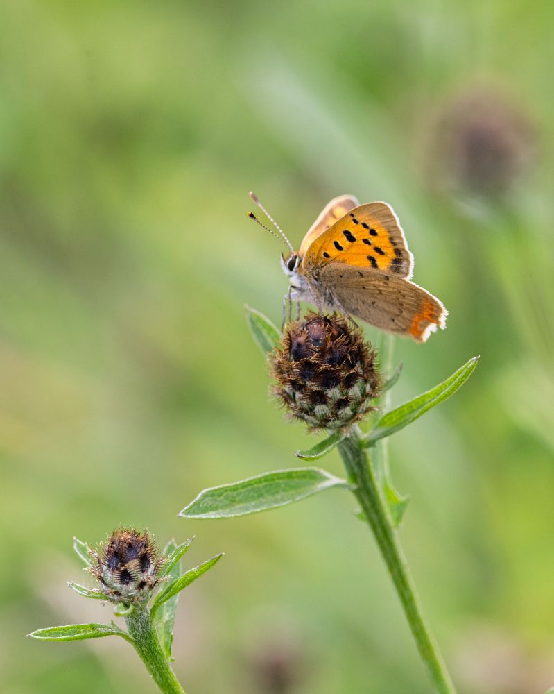 A small copper butterfly (c) simon tull