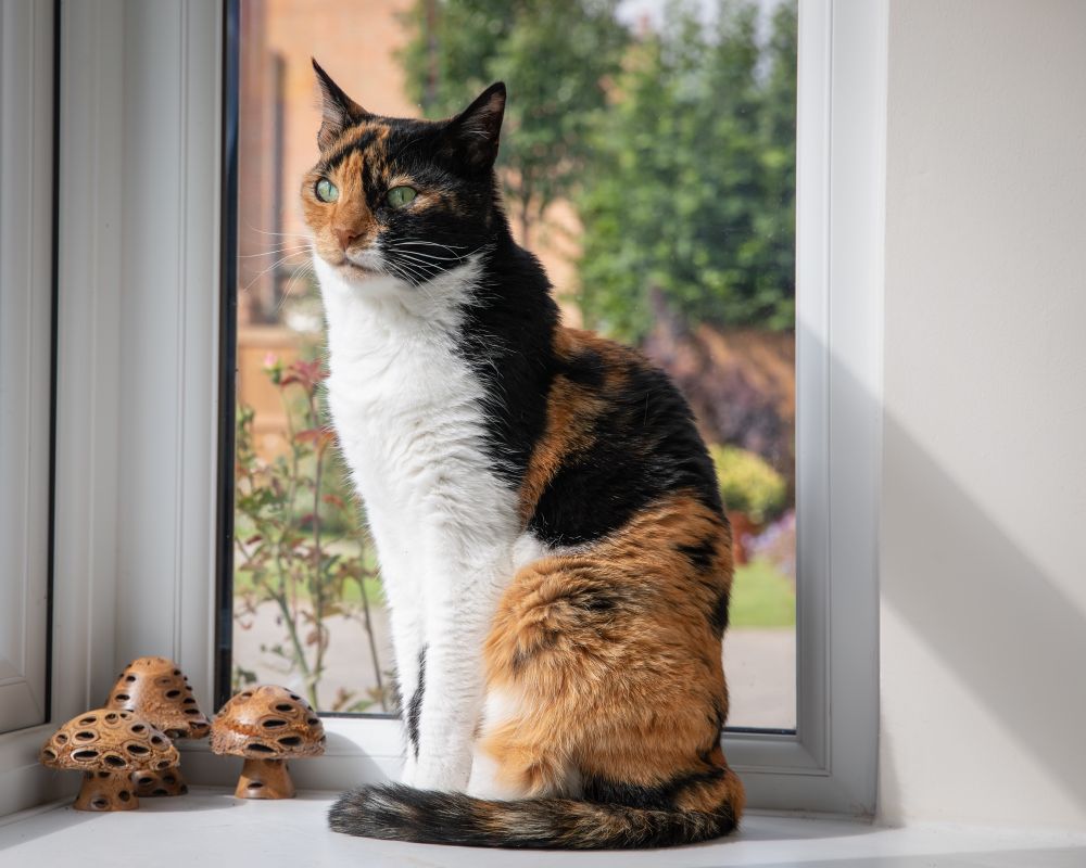 Binky, a tricolor / Calico cat sitting in a window (c) simon tull/binky cat