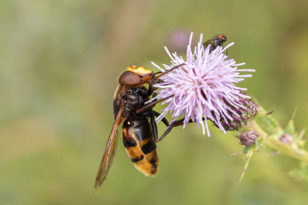 Hornet Mimic Hover Fly (c) simon tull