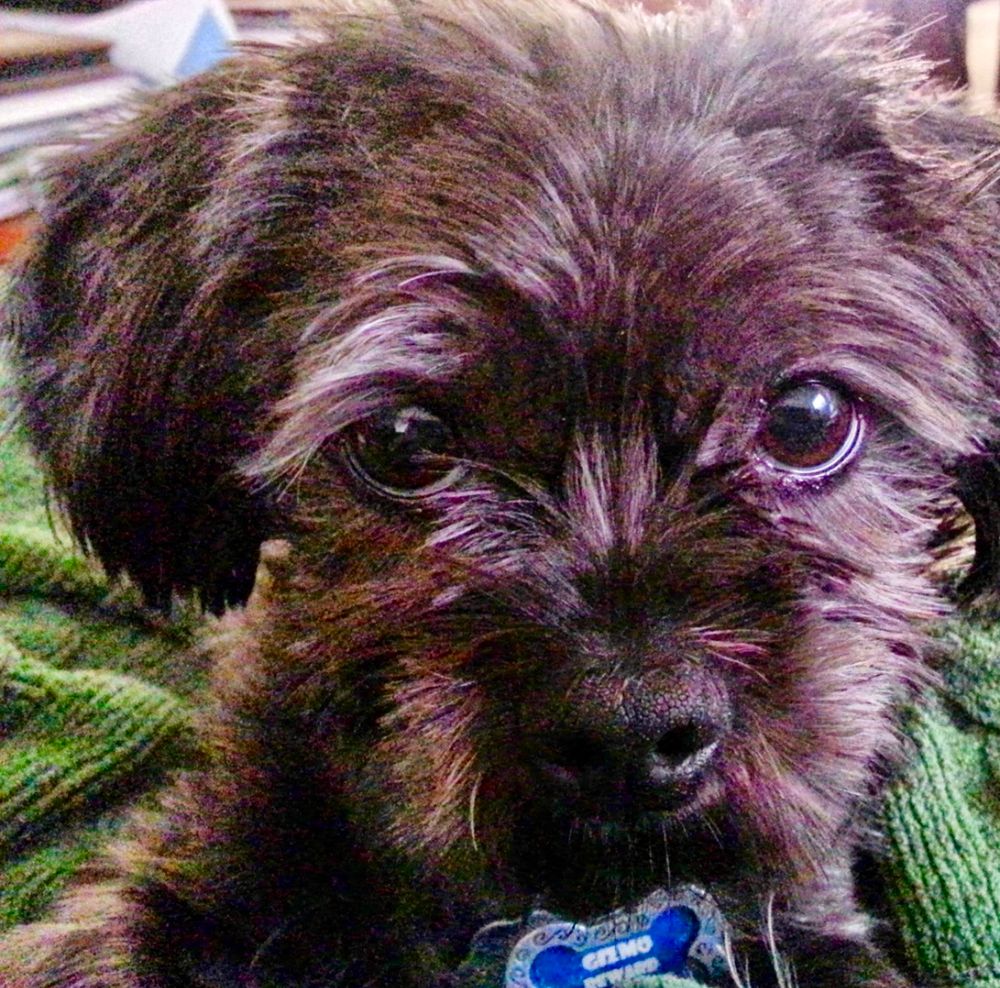 Devastatingly handsome black terrier mix, wearing a blue-shaped bone tag
