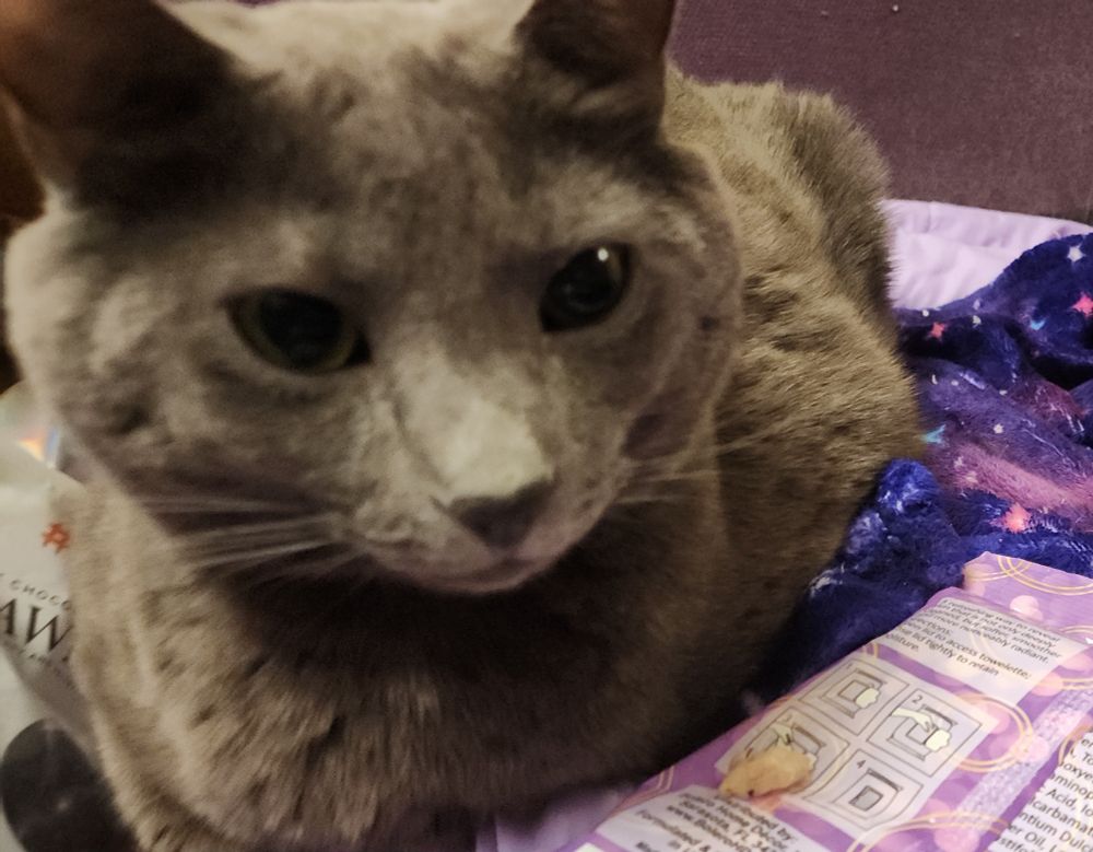 The same gray cat as the previous picture has a small piece of chicken on some sort of plastic in front of him. He is looking at the camera.