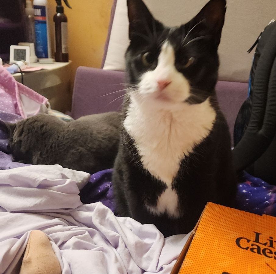 A tuxedo cat looks intently at the camera, with the corner of a Little Caesars pizza box visible in the foreground and the gray cat from the previous picture curled up in the background