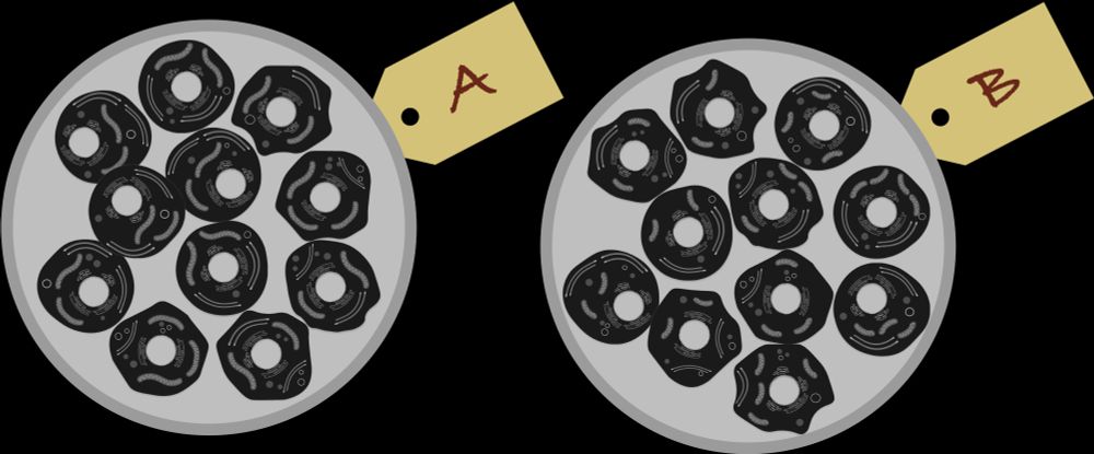 An illustration of two plates of cells, with a slight difference in the size of one of the organelles.