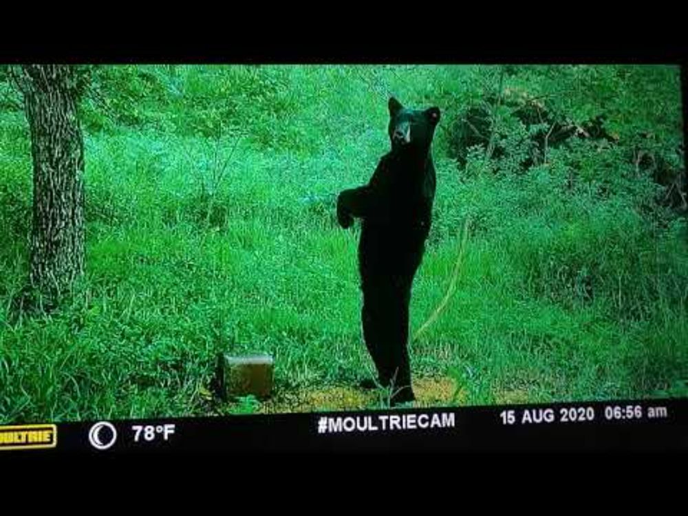 Missouri black bear  on my game camera! A must watch! Rare footage of Momma and babies!