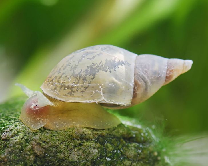 https://www.garnelio.de/spitzschlammschnecken-lymnaea-stagnalis