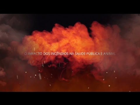 O impacto dos incêndios na saúde pública e animal.