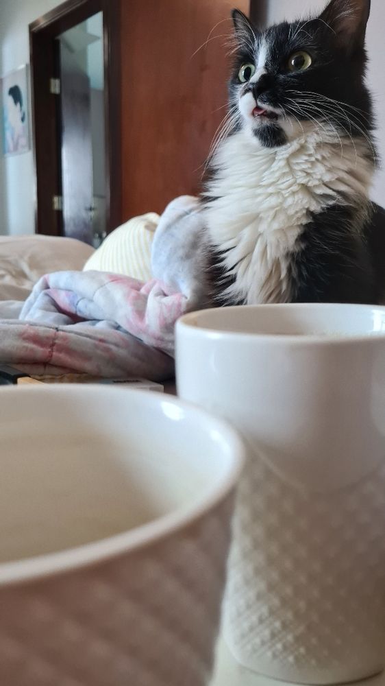 Minha gata Nina (preta e branca) de olho nas guloseimas do café da manhã 