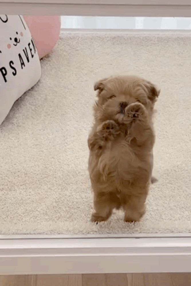 a small brown dog is standing on its hind legs in front of a mirror .