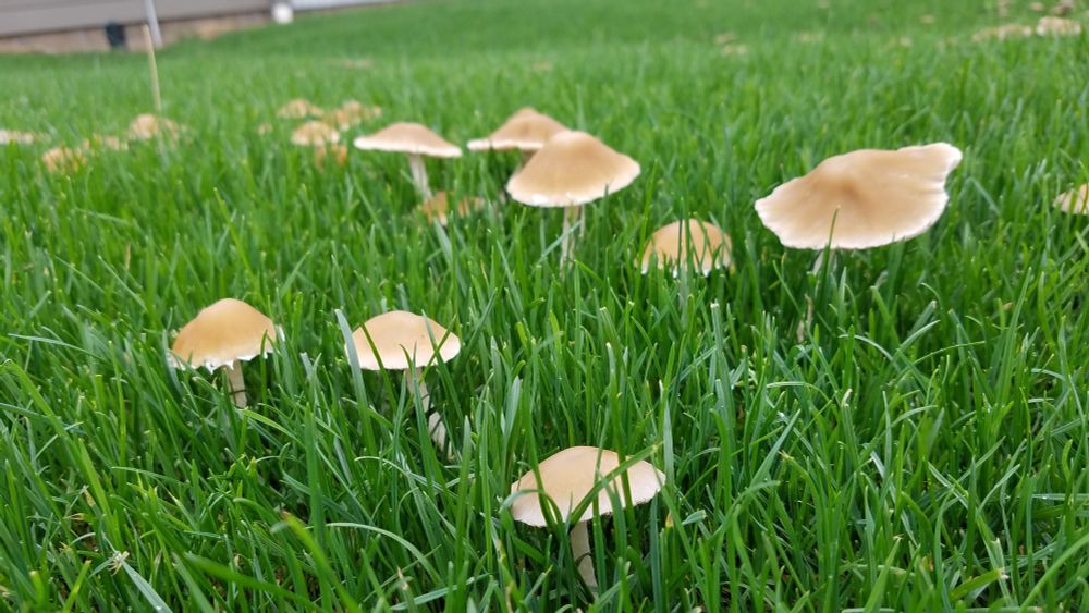 Mushrooms in the lawn.