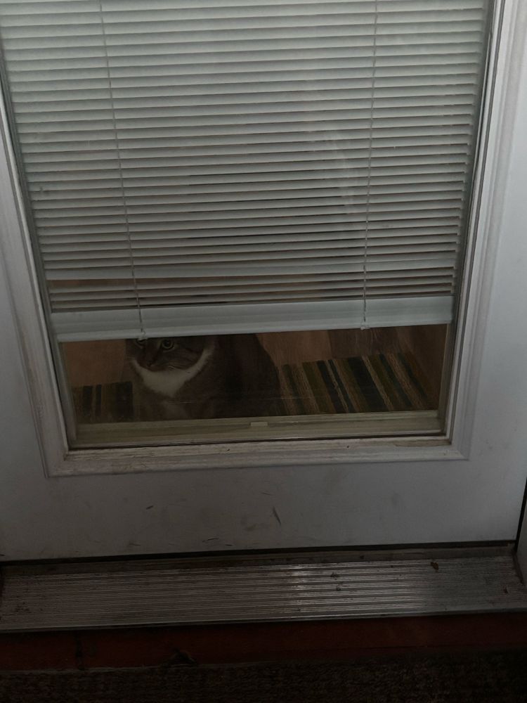 Meanwhile, a cat is concerned about what I’m doing outside
