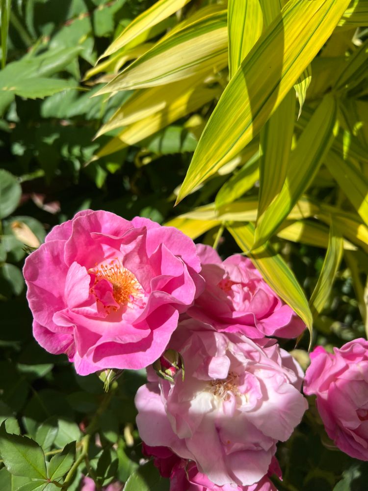 Pink roses and lime green bamboo in the sun