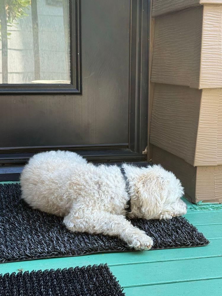 White dog laying on a black doormat on an aqua porch 