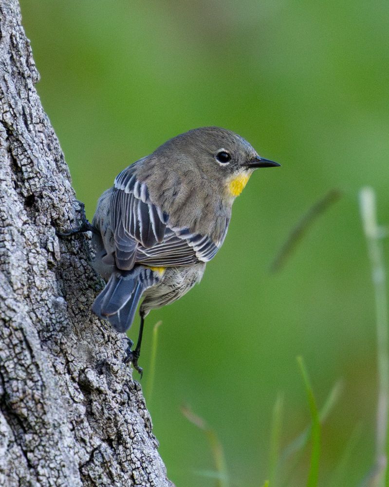 Photo of an Audubon's Warbler perched on the side of a tree.