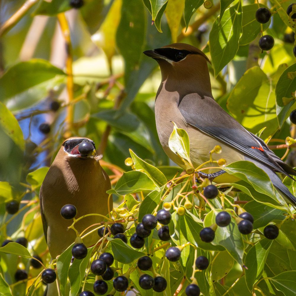 Photo of a pair of Cedar Waxwings foraging on berries.