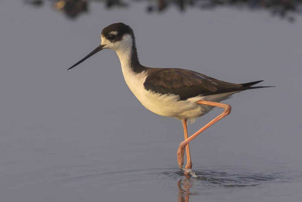 Photo of a Black-necked Stilt scouring the shore for breakfast.