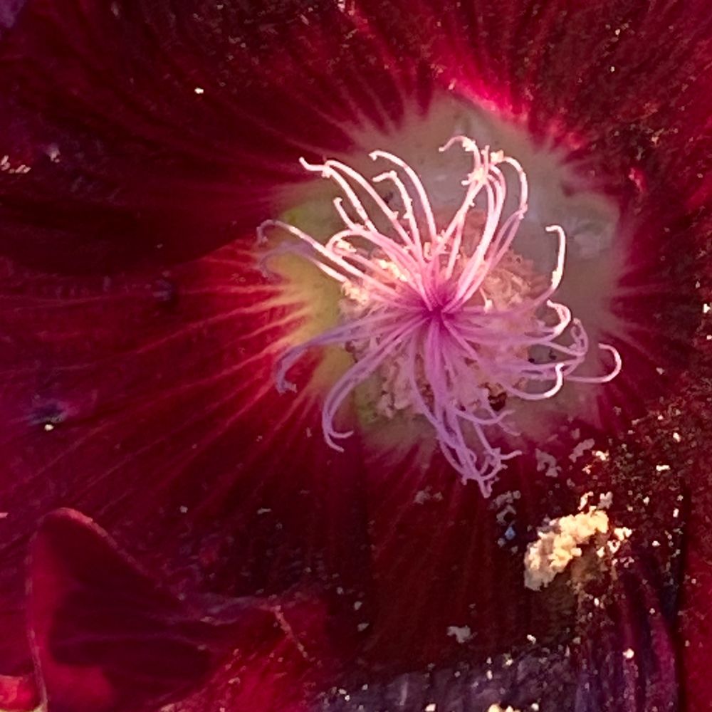 White spidery center of a deep purple hollyhock flower. 