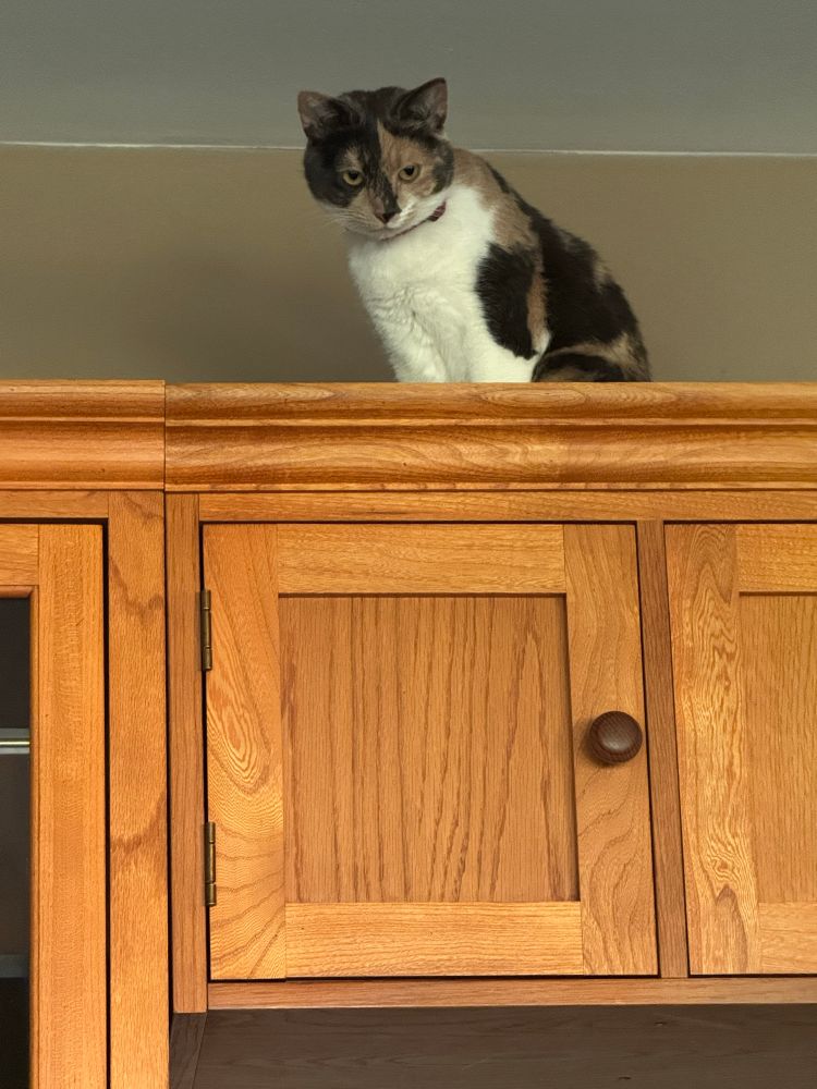 Black, gold and white calico sitting on top of a shelf. 