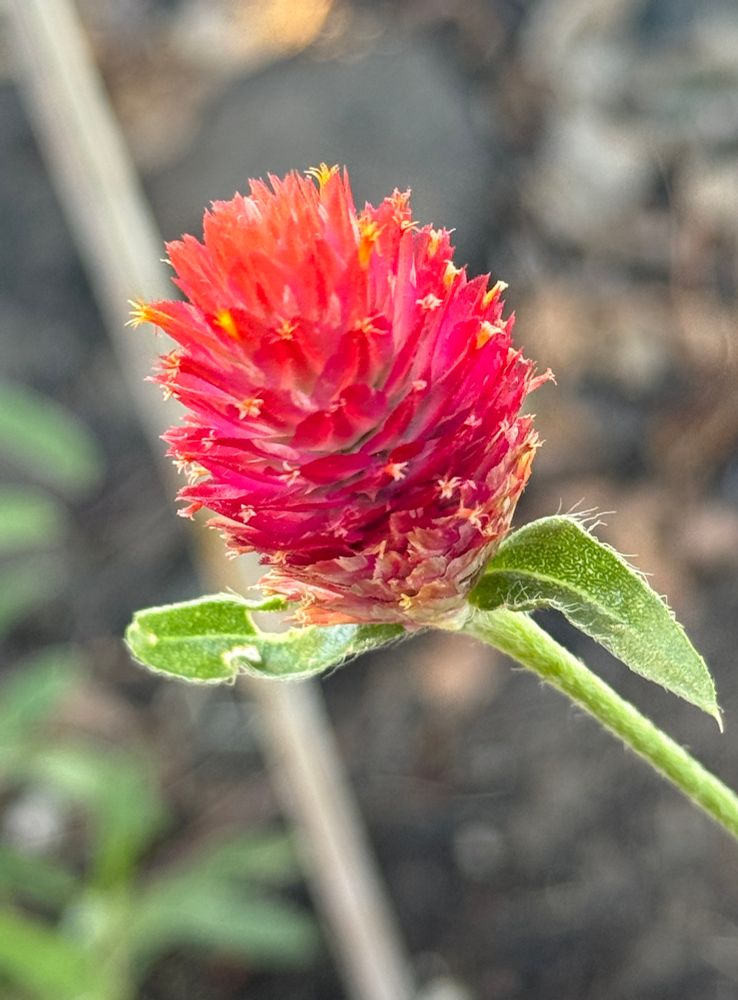 Red globe flower with tiny yellow blooms. 
